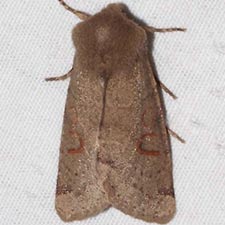 Orthosia annulimacula