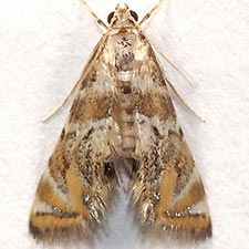 Petrophila heppneri