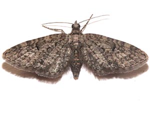 Eupithecia alpinata