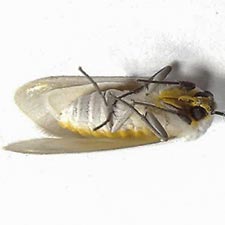 Pygarctia flavidorsalis