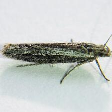 Ypsolopha barberella