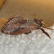 Adoneta spinuloides