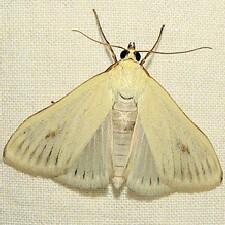 Moth Photographers Group – Living Moths by BH