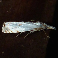 Microcrambus biguttellus