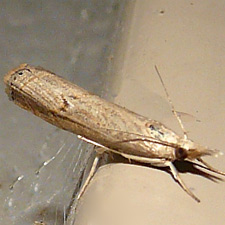 Parapediasia teterrellus