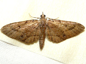 Eupithecia unicolor