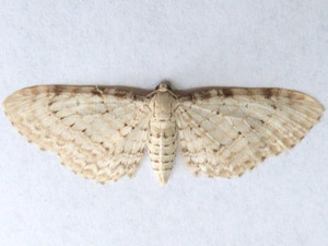 Eupithecia cretaceata