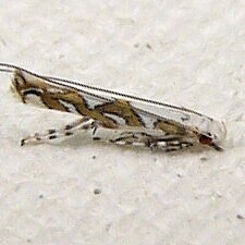 Acrocercops albinatella