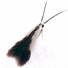 Coleophora sp.