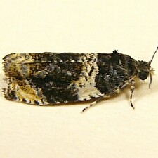 Olethreutes fasciatana
