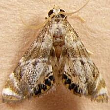 Petrophila fulicalis