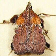 Galasa nigrinodis