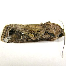 Spodoptera frugiperda