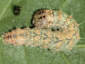 Acronicta modica