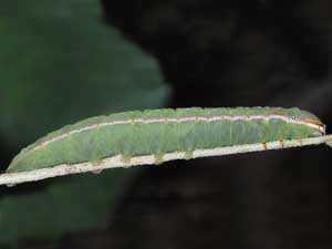 Peridea angulosa