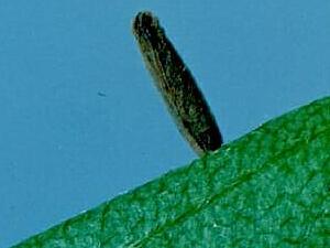 Coleophora spinella