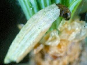 Coleophora laricella