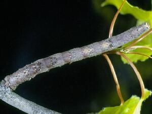 Euchlaena obtusaria