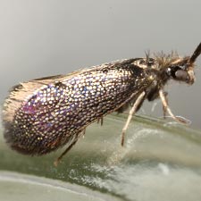 Eriocraniella platyptera