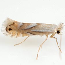Phyllonorycter obscuricostella
