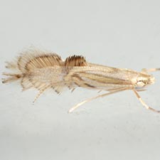 Phyllocnistis subpersea