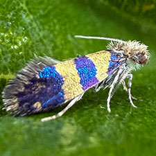 Neocrania bifasciata