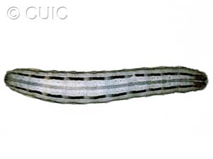 Leucania phragmitidicola