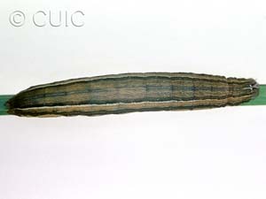Leucania scirpicola