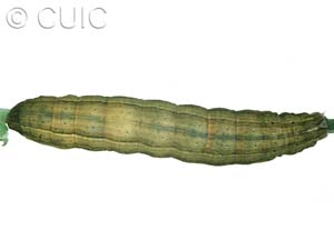 Leucania scirpicola