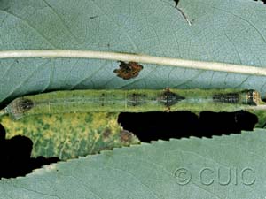 Iridopsis larvaria