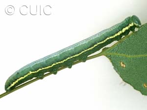 Gluphisia avimacula