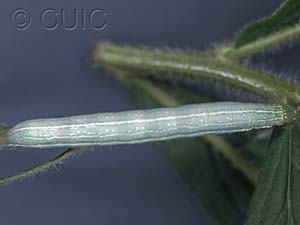 Leuconycta diphteroides