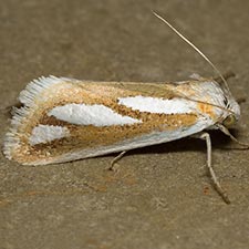 Hemigrotella argenteostriata
