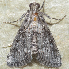 Cacozelia interruptella