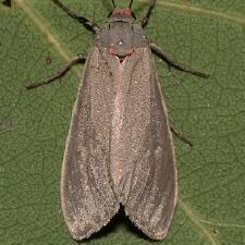 Moth Photographers Group – Living Moths Plate 22F – Erebidae: Arctiinae
