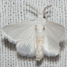 Alarodia slossoniae