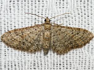 Eupithecia jejunata