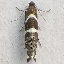 Glyphipterix bifasciata