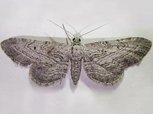 Eupithecia behrensata