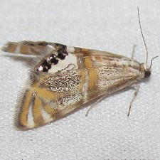 Petrophila cappsi