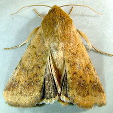 Helicoverpa zea