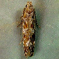 Scrobipalpa macromaculata