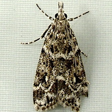 Eudonia leucophthalma