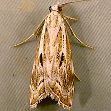 Catoptria oregonicus