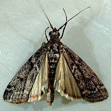 Oreana unicolorella