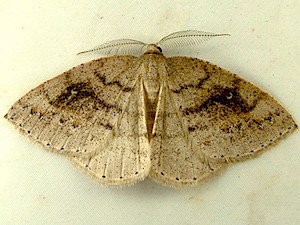 Drepanulatrix monicaria