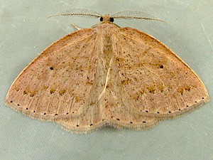 Drepanulatrix monicaria