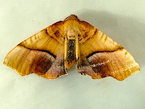 Plagodis phlogosaria