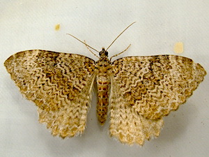 Rheumaptera undulata