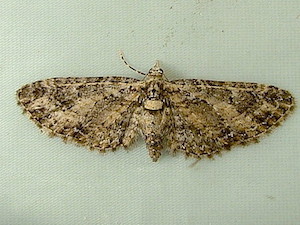Eupithecia maestosa